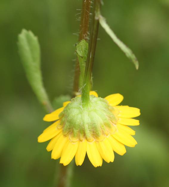Coleostephus myconis? S